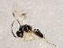  ( - BIOUG03533-D12)  @13 [ ] CreativeCommons - Attribution (2013) CBG Photography Group Centre for Biodiversity Genomics