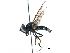  ( - BIOUG03641-A06)  @13 [ ] CreativeCommons - Attribution (2016) CBG Photography Group Centre for Biodiversity Genomics