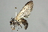  ( - BIOUG03281-C01)  @12 [ ] CreativeCommons - Attribution (2012) CBG Photography Group Centre for Biodiversity Genomics