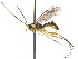  ( - BIOUG03281-G12)  @14 [ ] CreativeCommons - Attribution (2012) CBG Photography Group Centre for Biodiversity Genomics