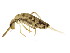  ( - BIOUG03583-B05)  @15 [ ] CreativeCommons - Attribution (2012) CBG Photography Group Centre for Biodiversity Genomics