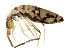  ( - BIOUG03583-C08)  @15 [ ] CreativeCommons - Attribution (2012) CBG Photography Group Centre for Biodiversity Genomics