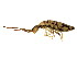  ( - BIOUG03583-D06)  @15 [ ] CreativeCommons - Attribution (2012) CBG Photography Group Centre for Biodiversity Genomics