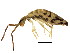  (Entomobryinae - BIOUG03583-D10)  @16 [ ] CreativeCommons - Attribution (2012) CBG Photography Group Centre for Biodiversity Genomics