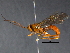  ( - BIOUG03585-F09)  @13 [ ] CreativeCommons - Attribution (2012) CBG Photography Group Centre for Biodiversity Genomics