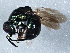  ( - BIOUG03714-F06)  @13 [ ] CreativeCommons - Attribution (2013) CBG Photography Group Centre for Biodiversity Genomics