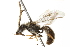  ( - BIOUG03873-E06)  @13 [ ] CreativeCommons - Attribution (2018) CBG Photography Group Centre for Biodiversity Genomics