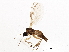  ( - BIOUG03918-F02)  @13 [ ] CreativeCommons - Attribution (2013) CBG Photography Group Centre for Biodiversity Genomics