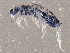  ( - BIOUG03972-D11)  @14 [ ] CreativeCommons - Attribution (2013) CBG Photography Group Centre for Biodiversity Genomics
