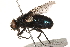  (Protocalliphora spatulata - BIOUG04007-A03)  @15 [ ] CreativeCommons - Attribution (2015) CBG Photography Group Centre for Biodiversity Genomics