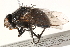  ( - BIOUG04007-B04)  @14 [ ] CreativeCommons - Attribution (2015) CBG Photography Group Centre for Biodiversity Genomics