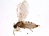  ( - BIOUG04190-A11)  @13 [ ] CreativeCommons - Attribution (2014) CBG Photography Group Centre for Biodiversity Genomics
