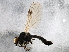  ( - BIOUG04231-B08)  @13 [ ] CreativeCommons - Attribution (2013) CBG Photography Group Centre for Biodiversity Genomics
