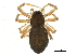  (Disembolus corneliae - BIOUG11205-E04)  @13 [ ] CreativeCommons - Attribution (2014) CBG Photography Group Centre for Biodiversity Genomics
