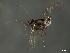  (Matsucoccidae - BIOUG11208-B11)  @11 [ ] CreativeCommons - Attribution (2020) CBG Photography Group Centre for Biodiversity Genomics