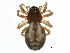  (Grammonota angusta - BIOUG11402-C09)  @15 [ ] CreativeCommons - Attribution (2014) CBG Photography Group Centre for Biodiversity Genomics