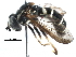  (Doros - BIOUG11888-G09)  @15 [ ] CreativeCommons - Attribution (2016) CBG Photography Group Centre for Biodiversity Genomics