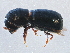 (Corthylus columbianus - BIOUG12124-C07)  @14 [ ] CreativeCommons - Attribution (2014) CBG Photography Group Centre for Biodiversity Genomics
