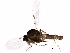  ( - BIOUG12246-A05)  @13 [ ] CreativeCommons - Attribution (2015) CBG Photography Group Centre for Biodiversity Genomics