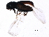  ( - BIOUG12420-A03)  @12 [ ] CreativeCommons - Attribution (2015) CBG Photography Group Centre for Biodiversity Genomics