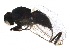  (Agromyza nigrociliata - BIOUG17340-C01)  @14 [ ] CreativeCommons - Attribution (2016) CBG Photography Group Centre for Biodiversity Genomics