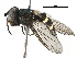  ( - BIOUG17361-F10)  @13 [ ] CreativeCommons - Attribution (2016) CBG Photography Group Centre for Biodiversity Genomics