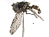  ( - BIOUG17364-G08)  @13 [ ] CreativeCommons - Attribution (2016) CBG Photography Group Centre for Biodiversity Genomics