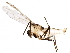  (Rheocricotopus sp. ES01 - BIOUG17419-H11)  @14 [ ] CreativeCommons - Attribution (2015) CBG Photography Group Centre for Biodiversity Genomics
