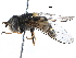  (Syrphus vitripennis - BIOUG17536-E05)  @15 [ ] CreativeCommons - Attribution (2016) CBG Photography Group Centre for Biodiversity Genomics