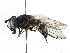  ( - BIOUG17536-E12)  @11 [ ] CreativeCommons - Attribution (2016) CBG Photography Group Centre for Biodiversity Genomics