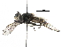  ( - BIOUG17538-C04)  @13 [ ] CreativeCommons - Attribution (2016) CBG Photography Group Centre for Biodiversity Genomics