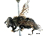  (Helophilus lapponicus - BIOUG17744-F12)  @14 [ ] CreativeCommons - Attribution (2016) CBG Photography Group Centre for Biodiversity Genomics