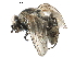  ( - BIOUG17781-H06)  @11 [ ] CreativeCommons - Attribution (2016) CBG Photography Group Centre for Biodiversity Genomics