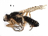  ( - BIOUG17810-A01)  @13 [ ] CreativeCommons - Attribution (2017) CBG Photography Group Centre for Biodiversity Genomics