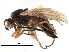  ( - BIOUG17904-D10)  @14 [ ] CreativeCommons - Attribution (2017) CBG Photography Group Centre for Biodiversity Genomics
