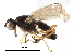  ( - BIOUG17929-E09)  @14 [ ] CreativeCommons - Attribution (2017) CBG Photography Group Centre for Biodiversity Genomics