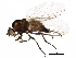  (Phytomyza opacella - BIOUG17931-A05)  @15 [ ] CreativeCommons - Attribution (2015) CBG Photography Group Centre for Biodiversity Genomics