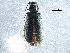  ( - BIOUG18438-B08)  @13 [ ] CreativeCommons - Attribution (2015) CBG Photography Group Centre for Biodiversity Genomics