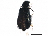  ( - BIOUG18438-B12)  @13 [ ] CreativeCommons - Attribution (2015) CBG Photography Group Centre for Biodiversity Genomics