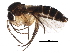  (Sceptonia fuscipalpis - BIOUG18568-A10)  @15 [ ] CreativeCommons - Attribution (2015) CBG Photography Group Centre for Biodiversity Genomics