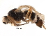  ( - BIOUG18596-C09)  @12 [ ] CreativeCommons - Attribution (2017) CBG Photography Group Centre for Biodiversity Genomics
