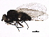  (Phytomyza saxatilis - BIOUG18761-D02)  @13 [ ] CreativeCommons - Attribution (2015) CBG Photography Group Centre for Biodiversity Genomics