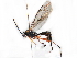  (Scopesis polita - BIOUG18817-C06)  @13 [ ] CreativeCommons - Attribution (2015) CBG Photography Group Centre for Biodiversity Genomics