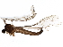  (Trichocera arctica - BIOUG19027-A11)  @14 [ ] CreativeCommons - Attribution (2015) CBG Photography Group Centre for Biodiversity Genomics