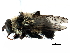  ( - BIOUG11317-A02)  @11 [ ] CreativeCommons - Attribution (2016) CBG Photography Group Centre for Biodiversity Genomics