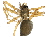  (Agyneta sheffordiana - BIOUG11339-E09)  @14 [ ] CreativeCommons - Attribution (2014) CBG Photography Group Centre for Biodiversity Genomics