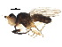  (Colobaea - BIOUG18656-E12)  @15 [ ] CreativeCommons - Attribution (2015) CBG Photography Group Centre for Biodiversity Genomics
