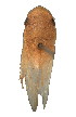  (Platycephala viridula - SY68)  @11 [ ] Copyright (2010) Unspecified Northwest Agriculture and Forest University
