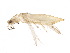  (Oxythrips divisus - BIOUG11434-F09)  @14 [ ] CreativeCommons - Attribution (2015) CBG Photography Group Centre for Biodiversity Genomics