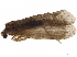  ( - BIOUG11435-C12)  @11 [ ] CreativeCommons - Attribution (2019) CBG Photography Group Centre for Biodiversity Genomics